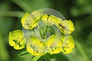Euphorbia esula and ant. photo