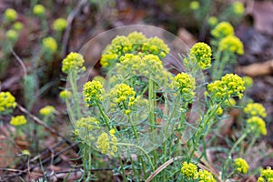 Euphorbia esula, commonly green spurge or leafy spurge  flowers