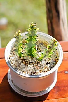 Euphorbia  or Euphorbia mayurnathanii variegated ,Euphorbia lactea