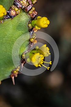 Euphorbia Flower