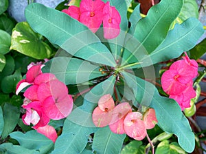 Euphorbia flower in the garden. Looks beautiful and pleasant.