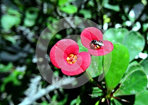 Euphorbia flower and hover fly