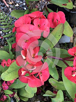 Euphorbia Flower Plant Photo