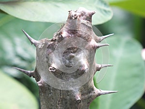 Euphorbia Flower Stem