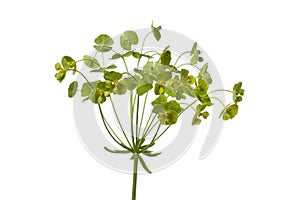 Euphorbia flower photo