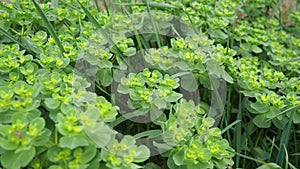 Euphorbia, flowering plant, spurge, Euphorbiaceae. Euphorbia serrata, serrated Tintern spurge, sawtooth upright spurge