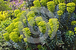 Euphorbia flowering plants in a garden. photo
