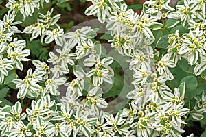 Euphorbia fresh white marginata in greenhouse.