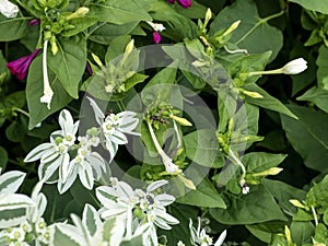 Euphorbia fringed and mirabilis.