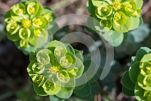 Euphorbia, garden spurge green flowers closeup selective focus