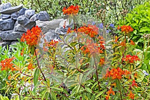 Euphorbia Griffith Fireglow