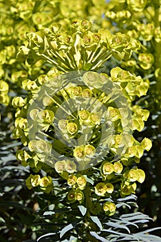 Euphorbia griffithii