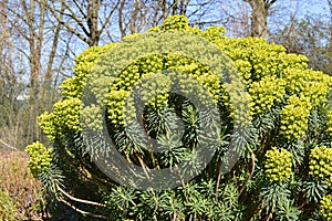 Euphorbia griffithii