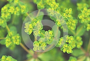 Euphorbia helioscopia on the entire screen