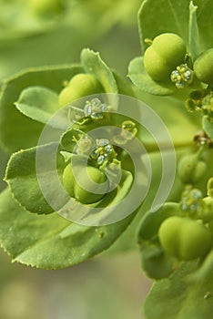 Euphorbia helioscopia flower head