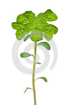 Euphorbia helioscopia plant