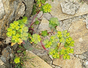 Euphorbia Helioscopia plant