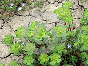 Euphorbia helioscopia plants in a field