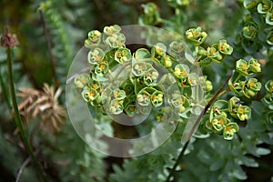 Euphorbia helioscopia - a spurge plant