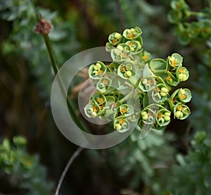 Euphorbia helioscopia - a spurge plant