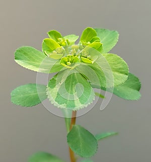 Euphorbia helioscopia (sun spurge)