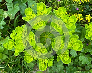 Euphorbia helioscopia, the sun spurge or madwoman\'s milk