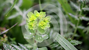 Euphorbia helioscopia Sun Spurge, Madwoman`s Milk green wild plant in nature