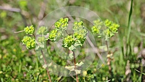 Euphorbia helioscopia Sun Spurge, Madwoman`s Milk green wild plant in nature