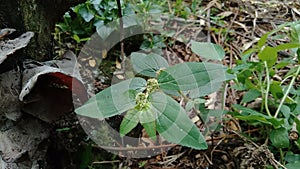 Euphorbia hirta with natural background