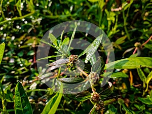 Euphorbia hirta is a pantropical weed, possibly native to India. It is a hairy herb that grows in open grasslands, roadsides and