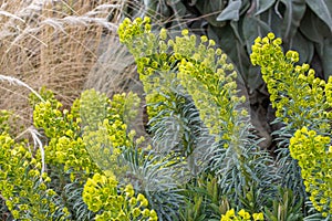 Euphorbia Humpty Dumpty