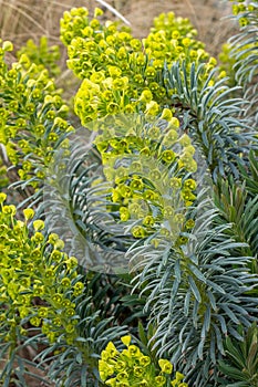 Euphorbia Humpty Dumpty