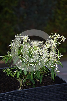 Euphorbia hypericifolia or diamond frost