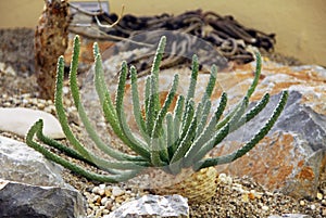 Euphorbia inermis photo