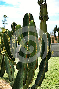 Euphorbia ingens cactus plant in the garden