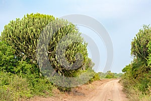 Euphorbia ingens or candelabra trees or naboom plant.Path with succulent trees in Queen Elizabeth National Park, Uganda photo