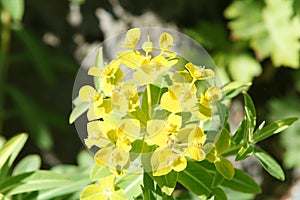 Euphorbia jacquemontii