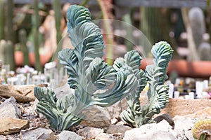 Euphorbia lactea cactus photo