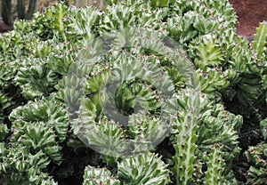 Euphorbia Lactea cristata