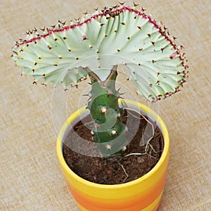 Euphorbia lactea cristata in a colorful flower pot photo