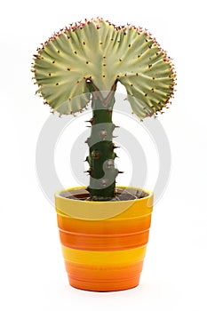 Euphorbia lactea cristata in a colorful flowerpot