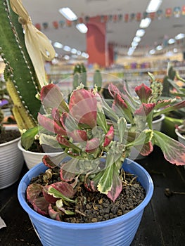 The euphorbia lactea cristata is a coral cactus