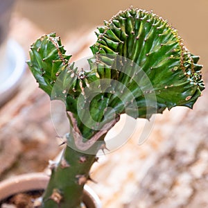 Euphorbia lactea Cristata