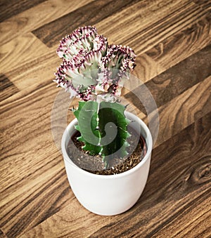 Euphorbia lactea cristata in flower pot, detail photo photo