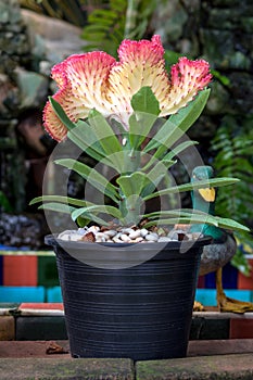 Euphorbia lactea cristata photo