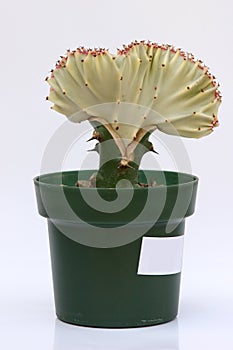 Euphorbia lactea in a flowerpot.