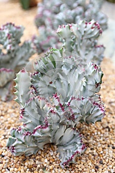 Euphorbia Lactea Forma Cristata Variegata Succulent Plant