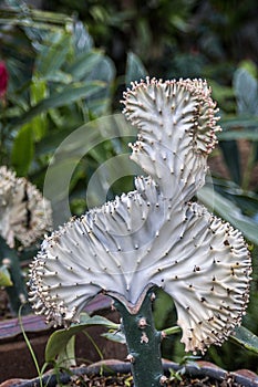 Euphorbia lactea graft or coral cactus.