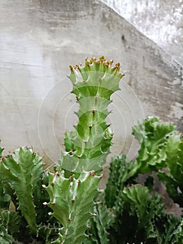 Euphorbia lactea is an upright shrub growing up to 5 meters, with succulent branches 3-5 centimeters in diameter,