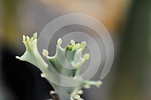 Euphorbia lactea white ghost or Euphorbia or Euphorbia mayurnathanii variegated ,Euphorbia lactea